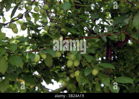 Prunus domestica sous-sp. Syriaca ou Mirabelle prune fruits non mûrs dans l'arbre Banque D'Images