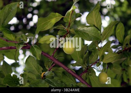Prunus domestica sous-sp. Syriaca ou Mirabelle prune fruits non mûrs dans l'arbre Banque D'Images