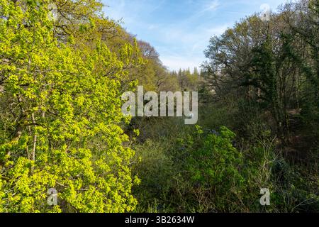 Vue sur le barrage de Lymm sous le soleil de printemps. Lymm, Cheshire, Angleterre. Banque D'Images