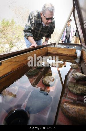 06, 2009 - PIEDRA, CA, USA - PIEDRA, CA 12/6/09 MTD CEK FIGHTERS COLLECTE DE FONDS. David Ayers de Fresno vérifie une boîte d'incubateur côté ruisseau avec des milliers d'œufs de truites arc-en-ciel incubés sur la rivière Lower Kings près du barrage de Pine Flat dimanche 6 décembre 2009. Environ 50 passionnés de pêche à la mouche se sont réunis pour un barbecue et une éducation à la pêche afin de sensibiliser davantage à la pêche à la truite dans la rivière et de recueillir des fonds pour renforcer l'application de la loi sur la pêche et le gibier le long de la section de capture et de relâchement de la rivière. Environ 150 000 œufs de truite arc-en-ciel sont incubés pour être relâchés dans la rivière à côté Banque D'Images