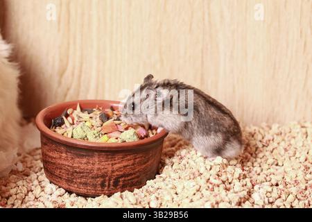 Hamster Djungarian domestique mange de la nourriture. Bol d'alimentation en céramique. Hamster nain de Campbells Phodopus campbelli. Banque D'Images