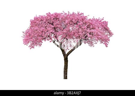 Fleur Rose, les fleurs de cerisier arbre isolé sur fond blanc. Banque D'Images
