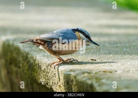 Oiseau eurasien de nageoire se nourrissant d'insectes ( Sitta europaea ) Banque D'Images
