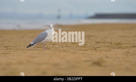 Mouette debout sur une plage de sable avec la mer floue en arrière-plan Banque D'Images