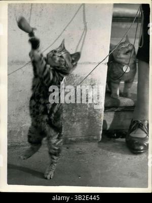 Mar. 31, 2012 - il suffit de faire rire un chat : le chat sur les marches semble très amusant de voir le chaton mannequin se tenir debout sur ses pattes arrière à son arrivée au spectacle Croydon Cat Club à l'Horticultural Hall, Westminster. (Crédit image : © Keystone Pictures USA/ZUMAPRESS.com) Banque D'Images