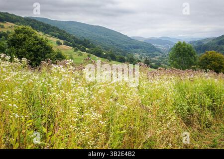 campagne montagneuse par temps nuageux. vue panoramique sur le quartier des volovets. paysage avec champ de foin rural sur la colline près de la forêt. village dans le lointain Banque D'Images