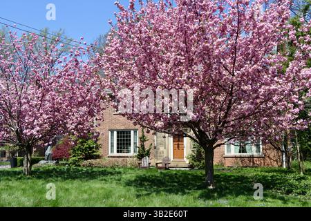 Maison cachée par un grand magnolia fleuri sur Lake avenue à Lakewood à l'ouest de Cleveland, Ohio Banque D'Images