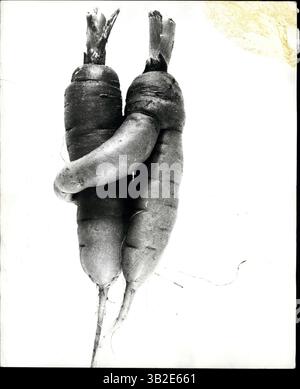 17 avril 2012 - les carottes amoureuses : ce n'est peut-être que la petite blague de la nature, mais ces deux carottes creusées récemment en Suisse semblent vraiment être tombées l'une pour l'autre dans une grande mesure. Peut-être qu'ils auront besoin d'une bague de mariage de 24 carottes. (Crédit image : © Keystone Pictures USA/ZUMAPRESS.com) Banque D'Images