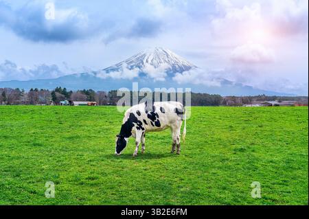 Vache mangeant de l'herbe luxuriante sur le champ vert en face de la montagne Fuji, Japon. Banque D'Images
