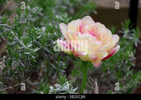 Une double tulipe pivoine rose et blanche. Arbor Day 24 avril 2025 au jardin botanique de Cleveland Banque D'Images