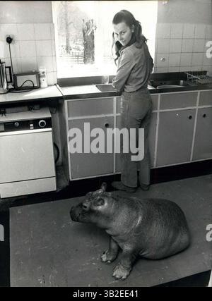 Mar. 31, 2012 - Un hippopotame dans la maison : certaines personnes aiment avoir un chien dans la famille, certains préfèrent un chat - mais la famille Cawley a un hippopotame - pas de choix, mais parce que Mary Chipperfield (de la célèbre famille de cirque) et son mari Roger Cawley gèrent la section des animaux og Longleat, la maison Wiltshire du marquis de Bath, Esme, l'Hippopotten se promène oftens dans la cuisine de leur maison pendant que Marie prépare un repas. (Crédit image : © Keystone Pictures USA/ZUMAPRESS.com) Banque D'Images