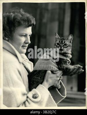 31 mars 2012 - spectacle du Cat Club au Royal Multicultural Hall..protégé du froid : montre des photos portant un gilet de laine -pour garder le froid - ''Bell'' un chat abyssinien tenu par MRS Joyce Covell de Leisten - au Croydon Cat Club Show qui au Royal Horticultural Hall, Westminster ce matin. ''Bella'' appartient à MRS. A Towe of Wimbledon. (Crédit image : © Keystone Pictures USA/ZUMAPRESS.com) Banque D'Images