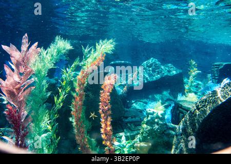 Peignez la nuit 2016 et la journée au parc, Disneyland, Anaheim, Californie Banque D'Images