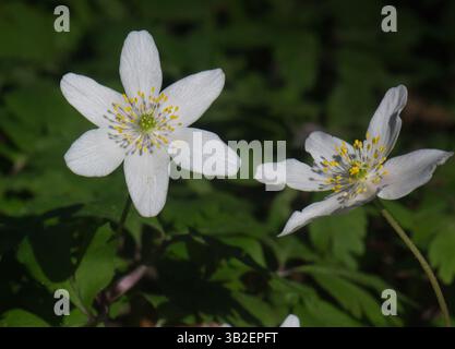 Fleurs d'anémone de bois (Anemone nemorosa), prises dans les bois à Yarrow Valley Park, Chorley, Lancashire, Royaume-Uni le 1er avril 2025. Banque D'Images