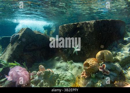 Peignez la nuit 2016 et la journée au parc, Disneyland, Anaheim, Californie Banque D'Images