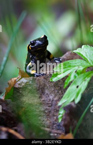 Rare amphibien tacheté Salamandra salamandra aka salamandre de feu rampant sur la pierre cachée dans le feuillage au printemps. Nature de la Tchéquie. Banque D'Images