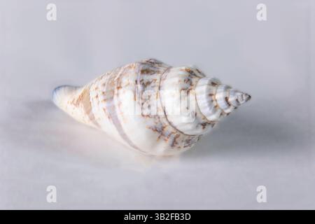 Coquillages sur fond blanc Banque D'Images