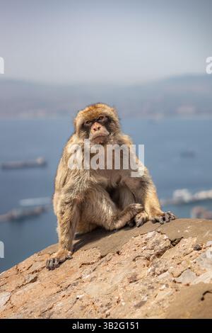 Portrait de macaque barbaire avec fond de mer flou à Gibraltar. Furry Monkey est assis sur Stone à l'extérieur. Banque D'Images