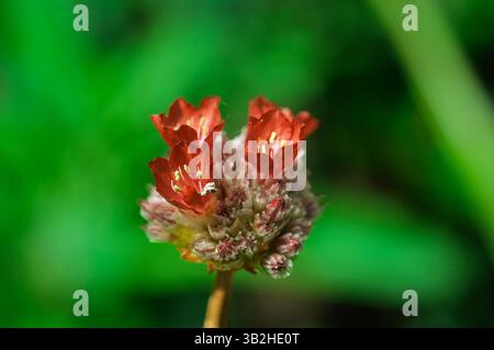 Un gros plan capture la beauté délicate d'une grappe de fleurs rouges, mettant en valeur sa structure complexe et sa couleur vibrante sur un arrière-plan flou Banque D'Images