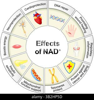 Effets du NAD. Nicotinamide adénine dinucléotide. NAD plus. Bienfaits pour la santé de NAD+. Thérapeutique anti-âge. Illustration vectorielle détaillée. Affiche médicale Illustration de Vecteur