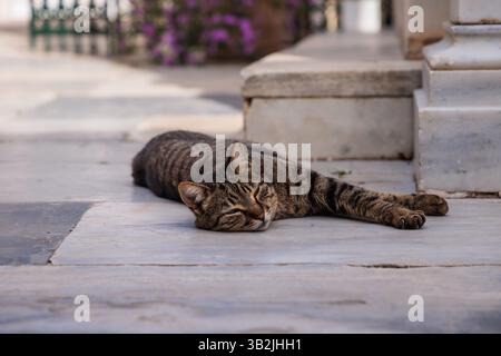 Tabby Street Cat s'étend dans le soleil de printemps après-midi sur l'île grecque d'Hydra, connue pour sa population de chats errants. Banque D'Images