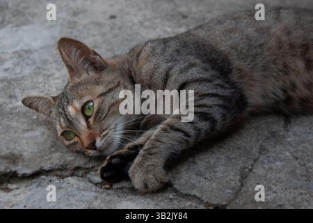 Chat gris réfléchi avec les yeux verts couchés sur le sol Banque D'Images