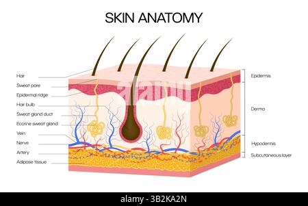 Infographie anatomique de la peau humaine. Schéma de coupe transversale médicale vectorielle de la peau humaine montrant l'épiderme, le derme, l'hypoderme, les follicules pileux, la sueur gla Illustration de Vecteur