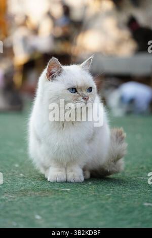 Chat assis tranquillement sur la pelouse Banque D'Images