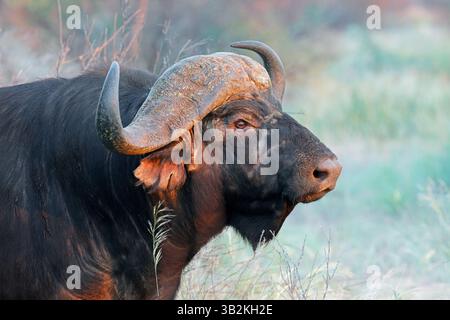 Portrait d'un taureau de buffle africain ou du Cap (Syncerus caffer), Afrique du Sud Banque D'Images