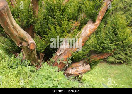 Tronc d'arbre caractéristique à Zleby, en République tchèque Banque D'Images