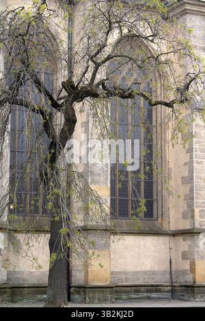 Un arbre devant les fenêtres de l'église Sainte-Barbara à Kutná Hora, en République tchèque Banque D'Images