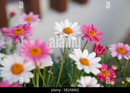 Un jardin plein de fleurs de Marguerites de différentes couleurs Banque D'Images