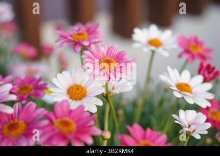 Un jardin plein de fleurs de Marguerites de différentes couleurs Banque D'Images