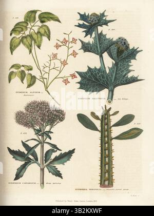 Armoise alpine, Epimedium alpinum, eringo de mer, Eryngium maritimum, agrimonie de chanvre, Eupatorium cannabinum et Euphorbia neriifolia. Gravure sur cuivre colorée à la main par T. Dixon tirée de Thomas Green's The Universal Herbal, ou Botanical, Medical and Agricultural Dictionary, Caxton, Londres, 1824. Banque D'Images