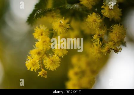 les fleurs de hochet se rapprochent Banque D'Images