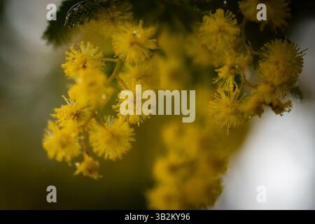les fleurs de hochet se rapprochent Banque D'Images