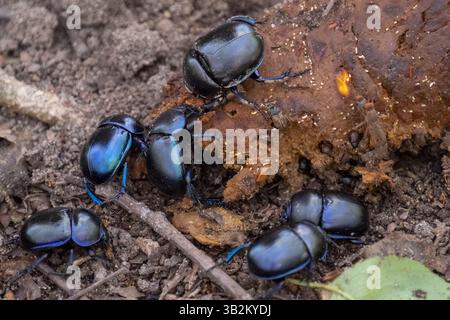 Chafer de printemps (Trypocopris vernalis) dans la réserve naturelle de Wahner Heide Banque D'Images