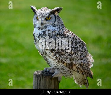 Un grand hibou à cornes se tient alerte sur un poteau en bois. Ses yeux jaunes saisissants regardent au loin tandis que l'herbe verte luxuriante luit sous la lumière du soleil. Banque D'Images