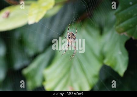 Gros plan d'une araignée de jardin dans sa toile. insecte dans la nature. Araneus. Banque D'Images