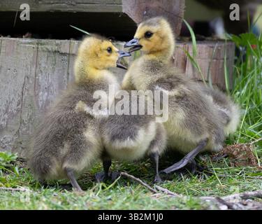 Trois jeunes oisons se rassemblent sur l'herbe, se livrant à un comportement ludique près d'une structure en bois. Leur duvet moelleux et leurs expressions curieuses révèlent leur Banque D'Images