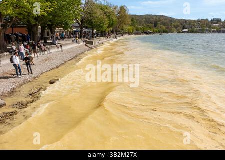 Pollen à la surface du lac Ammersee, Bavière, Allemagne Banque D'Images