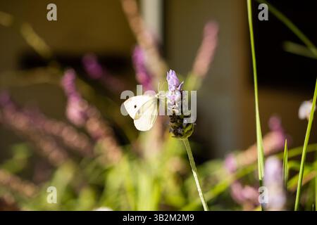 Papillon sur fleur de lavande Banque D'Images