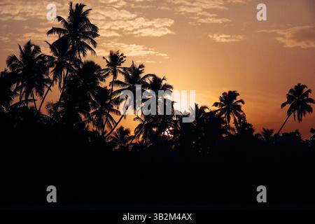 Les palmiers aux silhouettes encadrent un coucher de soleil orange vif, projetant une lueur chaude dans le ciel, créant une scène paradisiaque tropicale. Paysage naturel exotique. Banque D'Images
