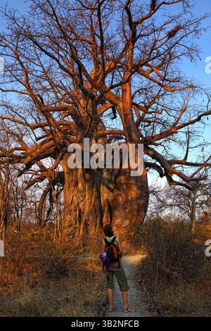 Afrique, Botswana, Delta de l'Okavango. Baobab (Adansonia digitata Banque D'Images