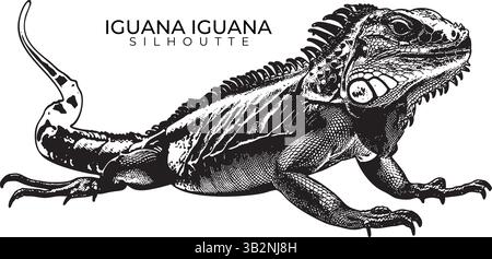 Iguana Iguana illustration vectorielle – dessin détaillé de reptiles noir et blanc pour l'art de la faune, les graphiques herpétologiques et les dessins de la nature Illustration de Vecteur
