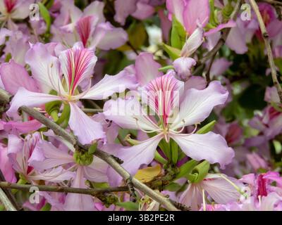 Bauhinia variegata plante à fleurs de la famille des légumineuses Fabaceae. Bel arbre d'orchidée rose fleuri au printemps. Plante ornementale d'ébène de montagne bloss Banque D'Images