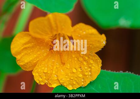 Une fleur de nasturtium jaune éclate de rosée matinale, ses pétales et ses feuilles ornés de gouttelettes étincelantes. Cette fleur comestible fleurit Banque D'Images