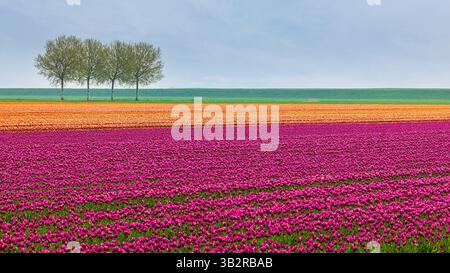 Dans l'extrême nord de la province de Groningue, entre les villages, Termunten, Termunterzijl, Dallingeweer et Woldendorp se trouve un champ plein de colorf Banque D'Images