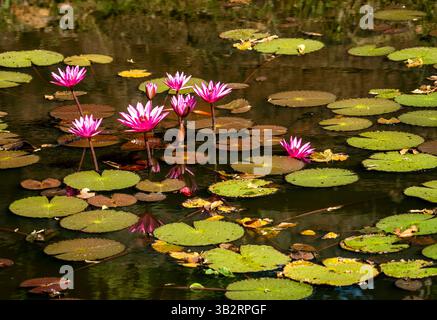 Un étang serein rempli de nénuphars roses vibrants et de nénuphars verts. Les fleurs fleurissent gracieusement au-dessus de la surface de l'eau, reflétant dans le cal Banque D'Images