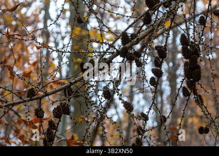 Branches de mélèze avec petits cônes en automne. Petits cônes sur une branche verte d'un sapin. Fond nature d'automne dans des tons jaunes. Banque D'Images